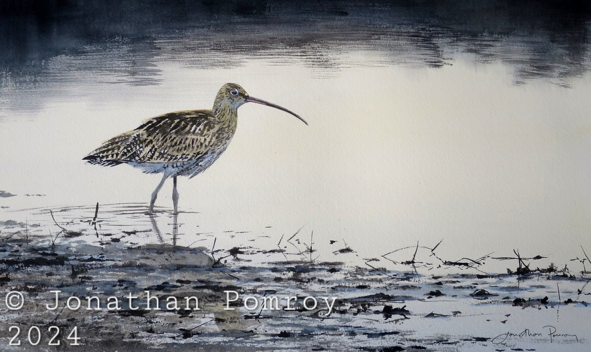 Image of Curlew at Titchwell