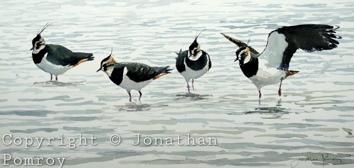 Image of Lapwing alighting