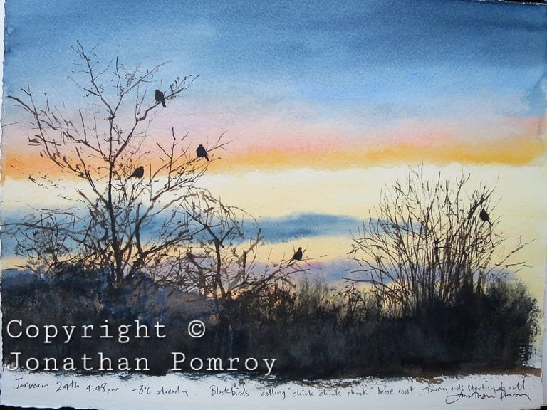 Image of NEW January 29th- blackbirds going to roost