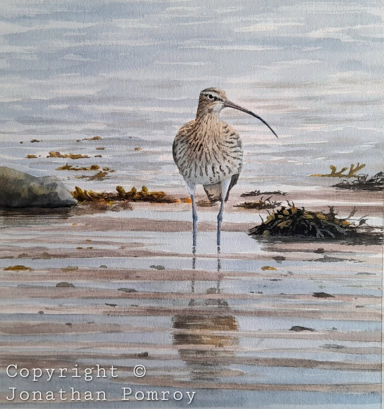 Image of NEW Curlew-  Menai Straights, Anglesey.