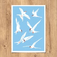 Seeschwalben (Terns) - Siebdruck