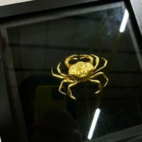 Image 2 of Large Crab frame