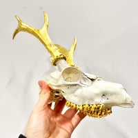 Image 3 of Deer skull