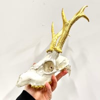 Image 1 of Deer skull