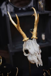 Image 2 of Deer skull