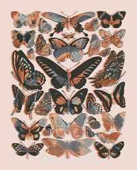 Image 1 of Butterflies