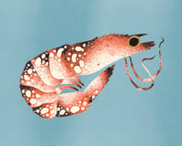 Image 1 of Shrimp