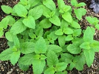 Image 1 of Lemon Balm Extract