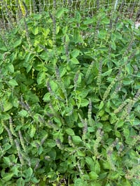 Image 1 of Holy Basil Extract