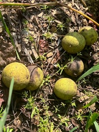 Image 2 of Black Walnut Hull Extract