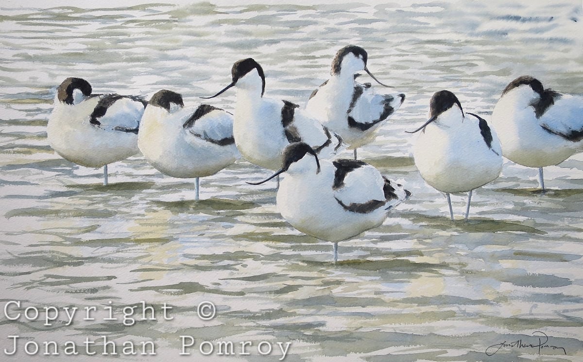 Image of NEW Avocet flock at Cley, Norfolk 