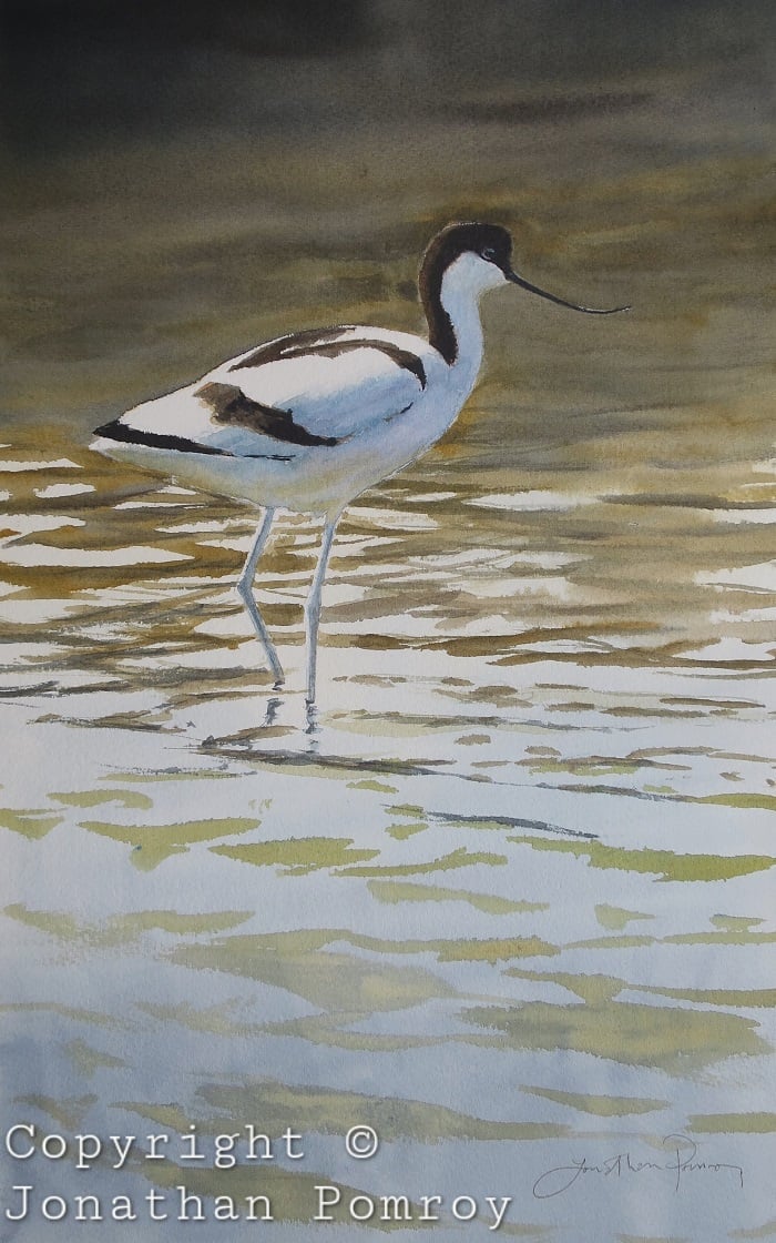 Image of Sunlit avocet NEW