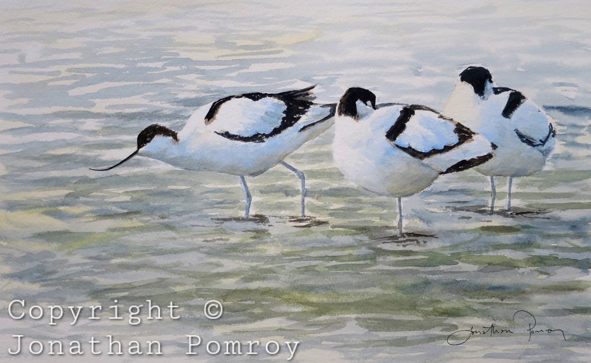 Image of NEW Avocets at Cley, Norfolk 