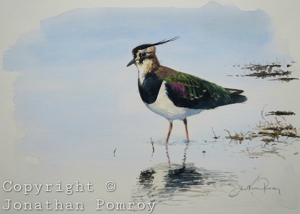 Image of New Lapwing in low winter sunshine