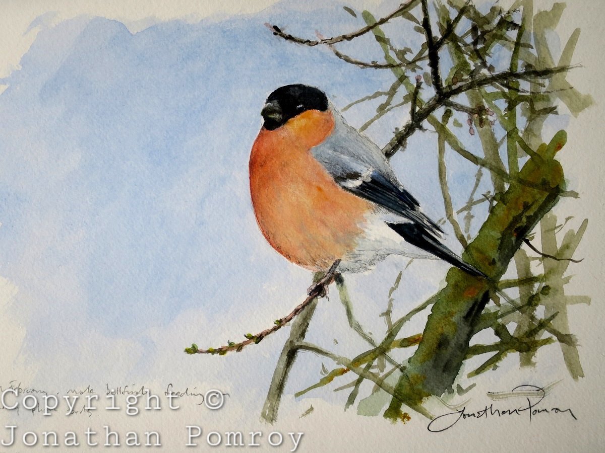 Image of Male bullfinch in cherry plum