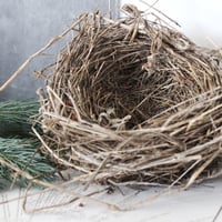 Image 2 of Windfallen Blackbird Nest