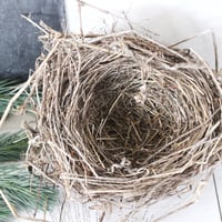 Image 3 of Windfallen Blackbird Nest