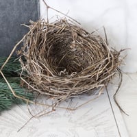 Image 1 of Windfallen Blackbird Nest