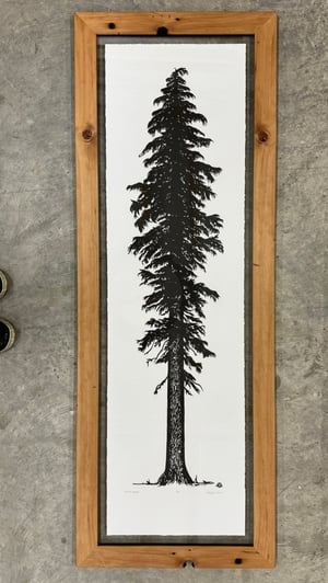 Mountain Hemlock Framed in Salvaged Hemlock