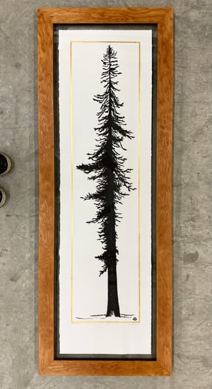 Gold Douglas Fir Reforestation Edition Framed in Salvaged Fir 2