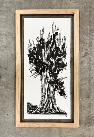 Bristlecone Pine Framed in Salvaged Maple