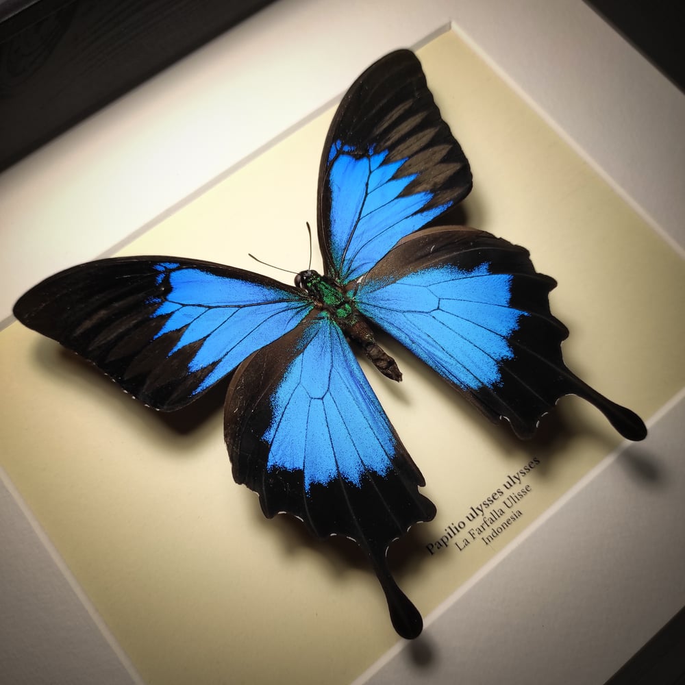 Image of Papilio ulysses ulysses