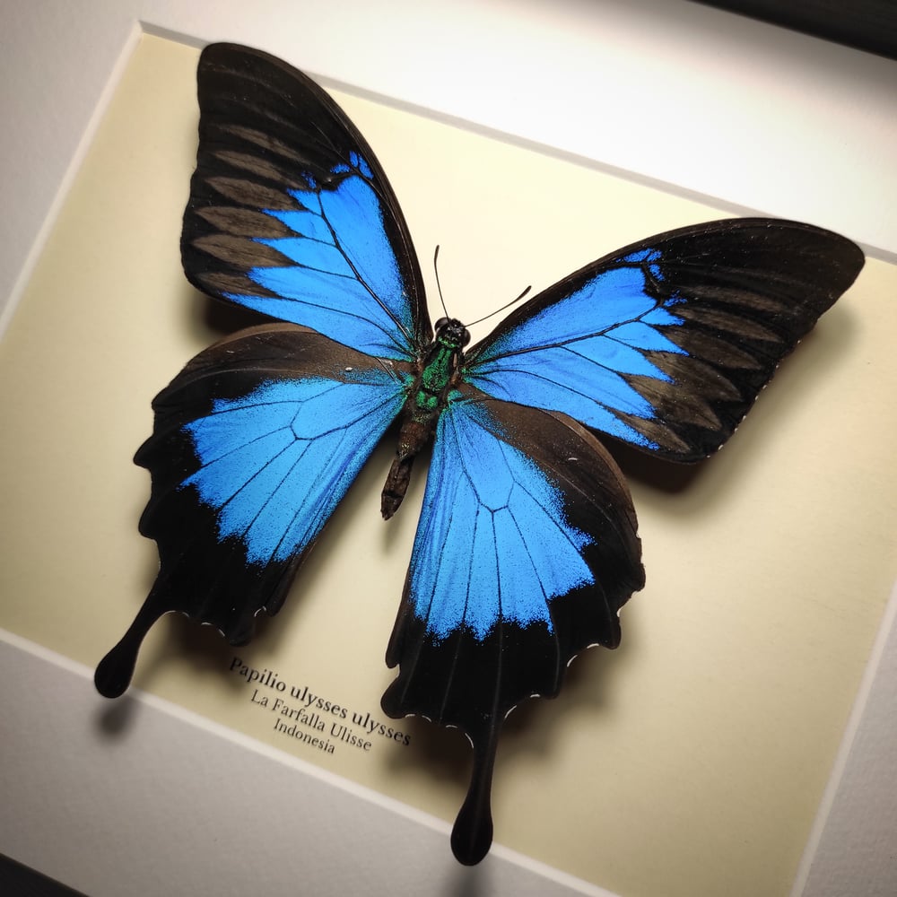 Image of Papilio ulysses ulysses