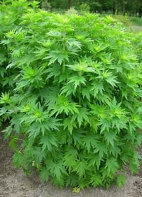 Image 1 of Motherwort Extract