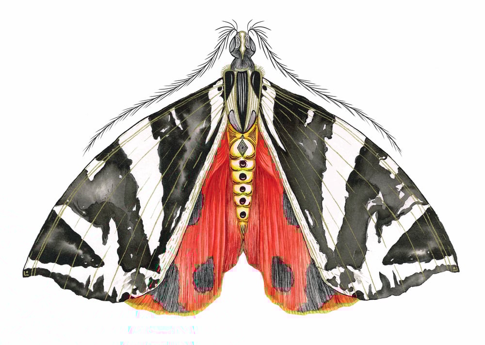 Image of Jersey Tiger Moth Pin