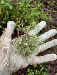 Image 1 of Usnea Extract (Double Extraction)