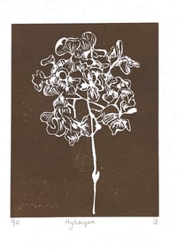 Image 1 of Brown Hydrangea