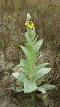Mullein ( Verbascum Thapsus ) Pb 3/4