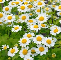 Feverfew ( Tanacetum Parthenium ) PB 3/4