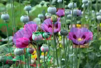 Poppy Hungarian Breadseed ( Papaver Somniferum ) # High % , PB 3/4