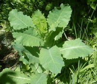Image 1 of Wild Opium Lettuce( Lactuca Virosa) PB 3/4 