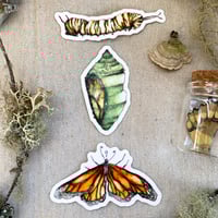 Image 1 of monarch metamorphosis sticker pack