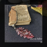 Image 7 of ☽ Quercus Robur ☾