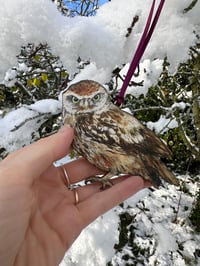 Image 1 of Little Owl - Wooden Christmas Decoration