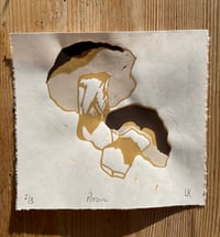 Image 2 of Porcini