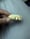 Image of 22k gold 