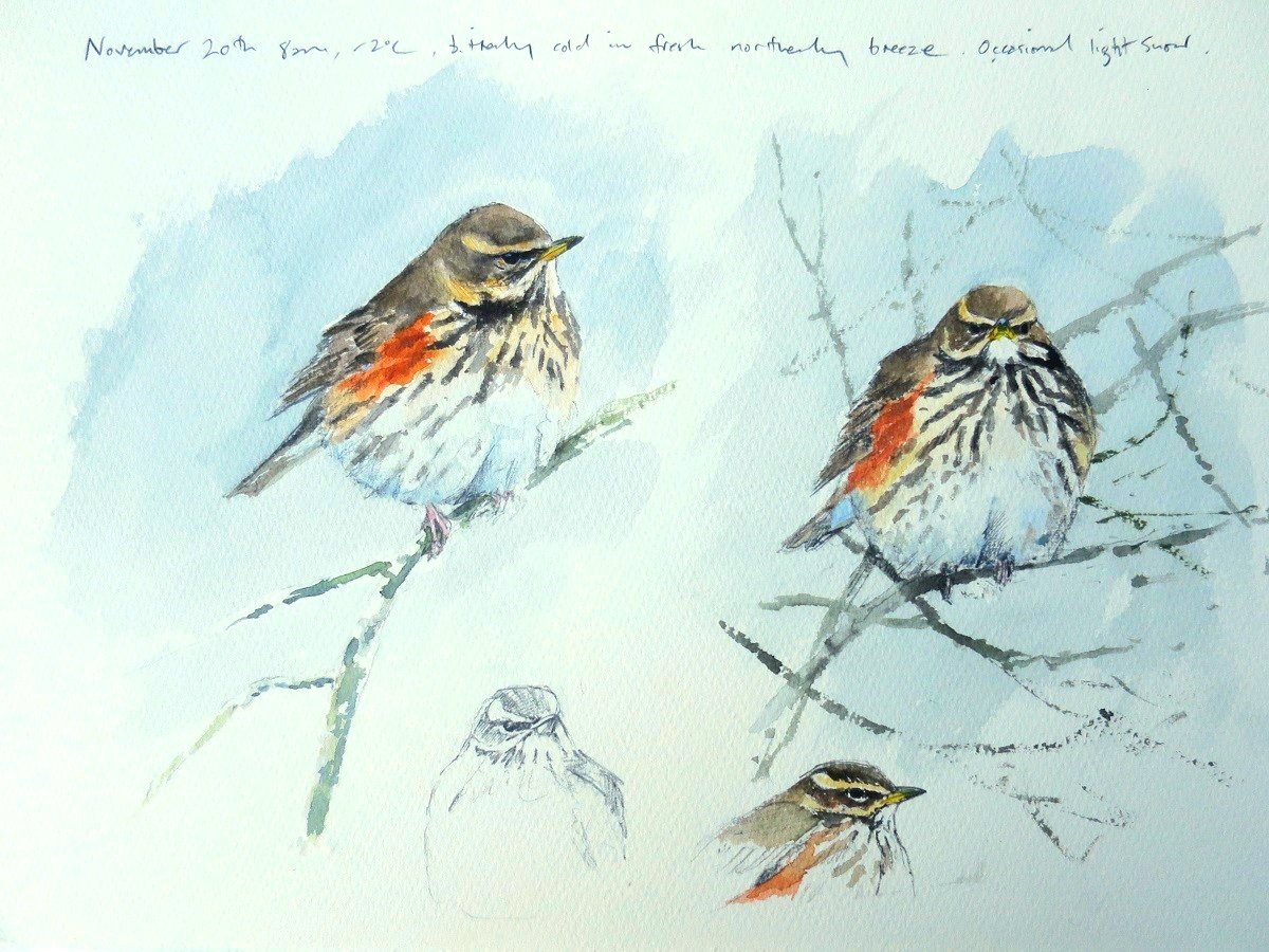 Image of Redwing studies- 20th November