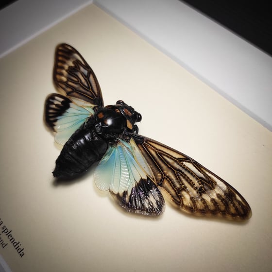 Image of Tosena splendida