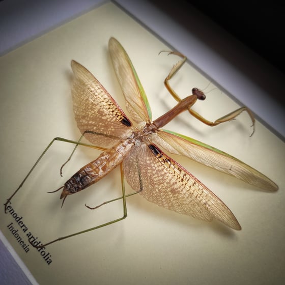 Image of Tenodera aridifolia