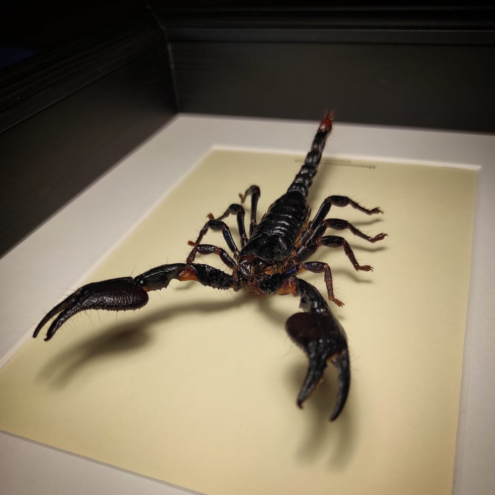 Image of Heterometrus cyaneus