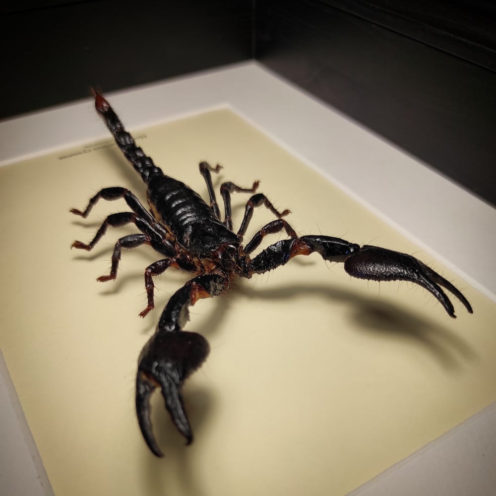 Image of Heterometrus cyaneus