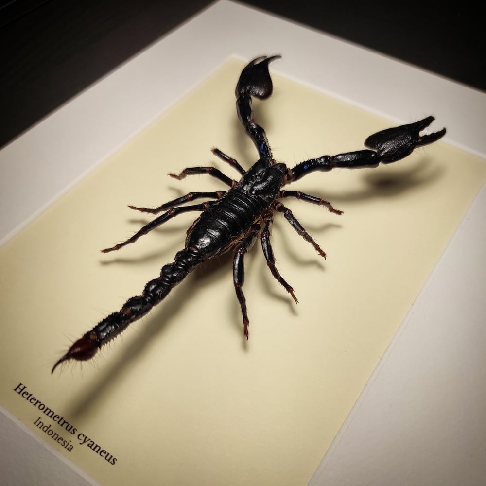 Image of Heterometrus cyaneus