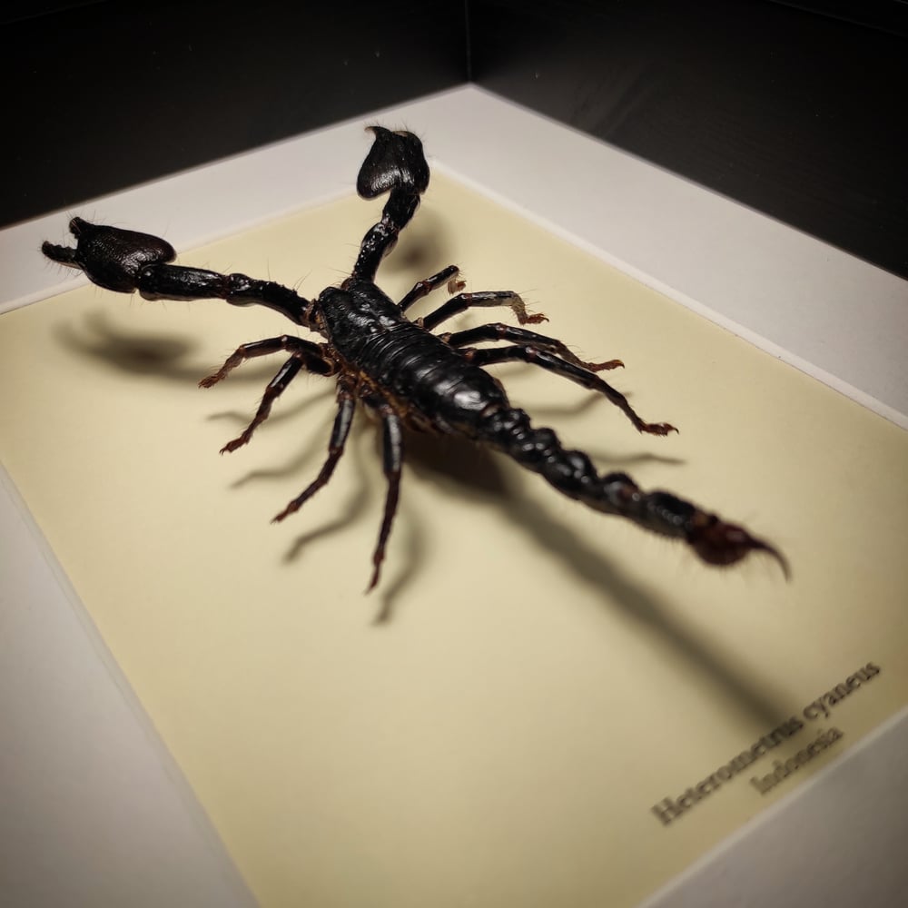 Image of Heterometrus cyaneus