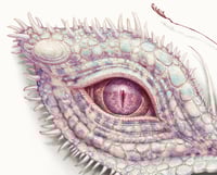 Image 5 of Lepidoptera 16 & 18 - Albino Variants