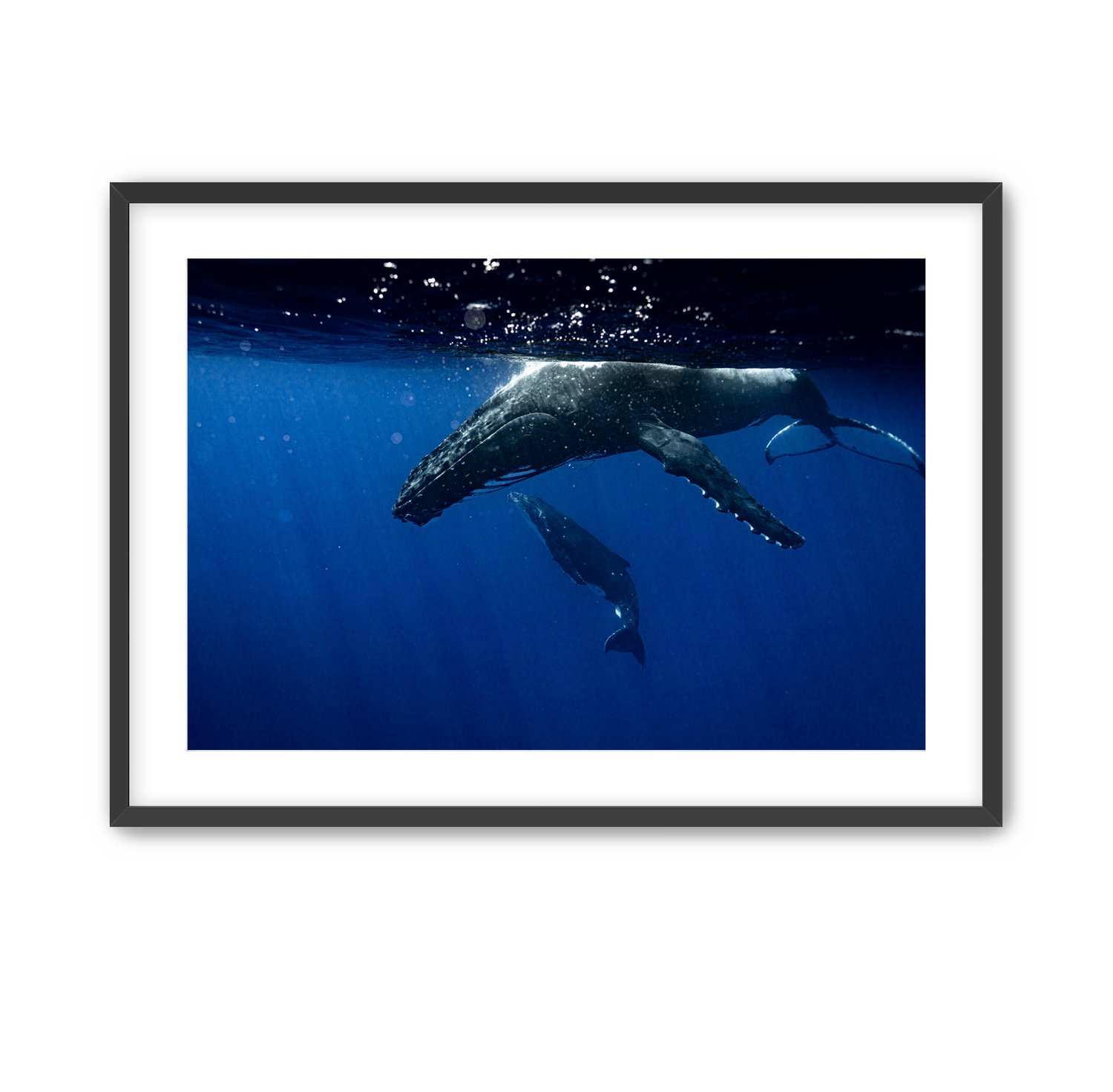 Image of Humpback Swim | Mo'orea, French Polynesia.