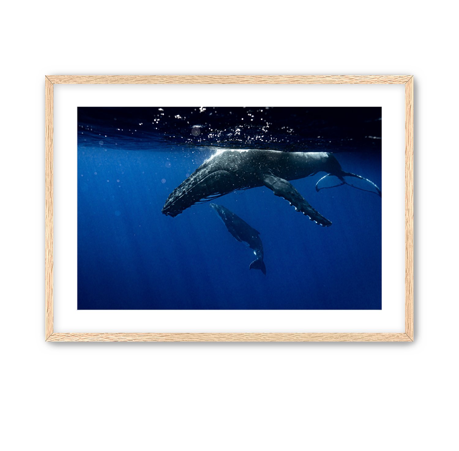 Image of Humpback Swim | Mo'orea, French Polynesia.